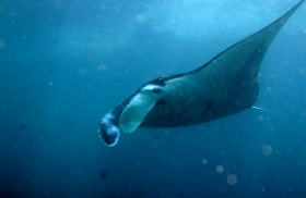 Bali 2016 - Oceanic Manta Ray - Raie Manta Oceanique - Manta Birostris - IMG_5964_rc